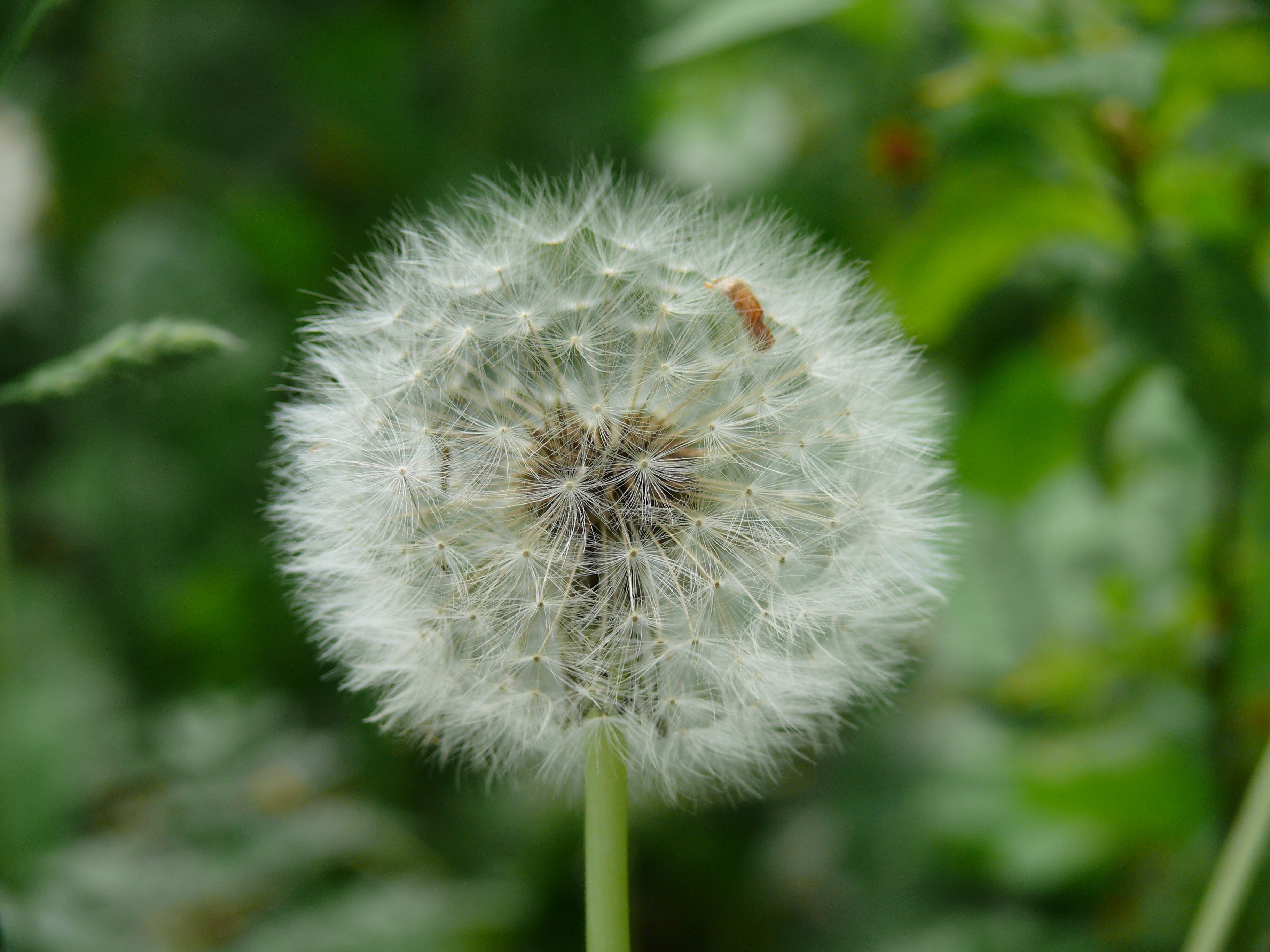 dandelion in closeup photography