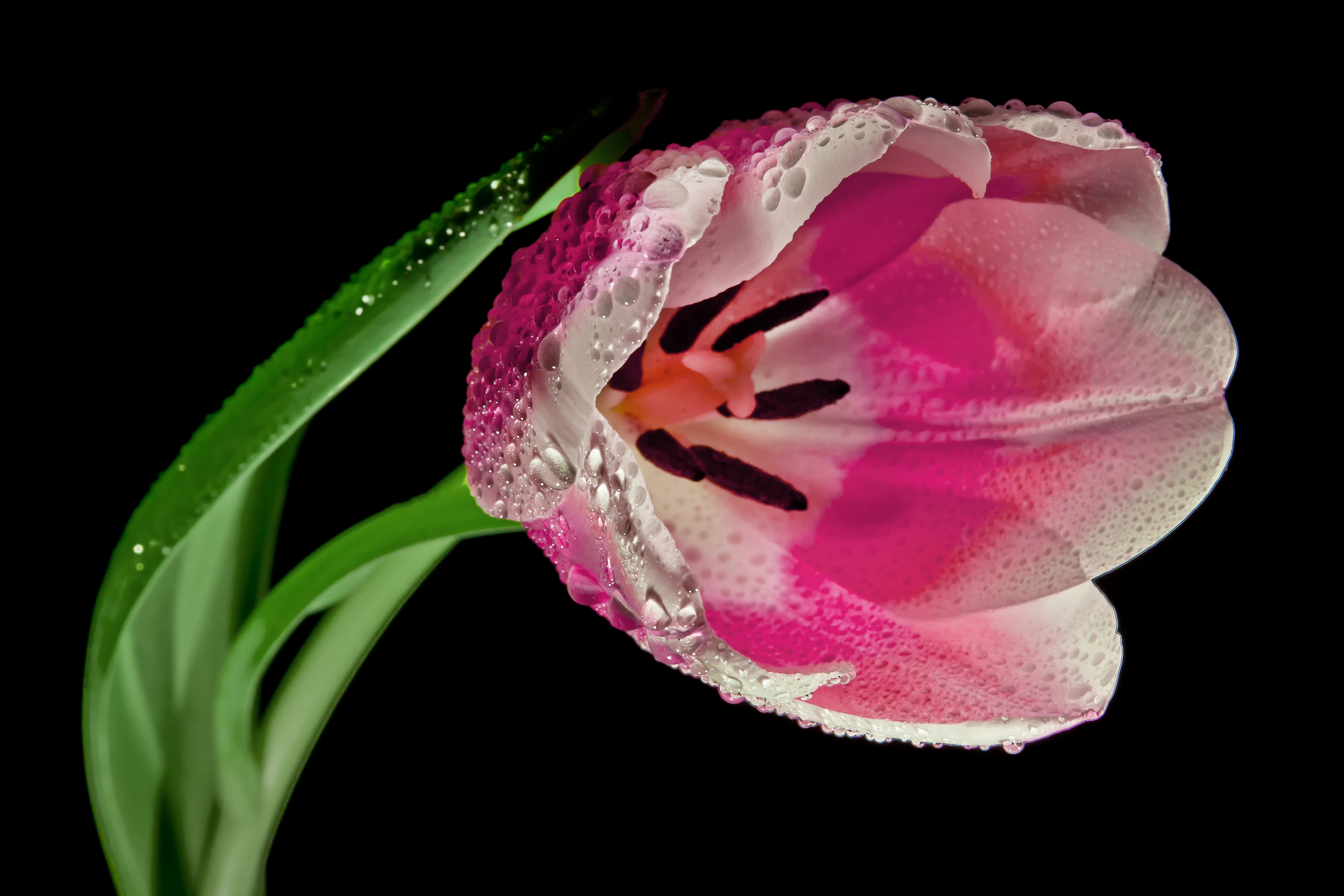 X Wallpaper Pink Tulip In Closeup Photo Peakpx