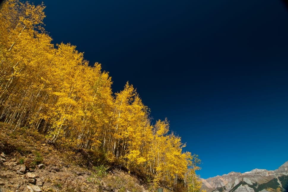 yellow leaf trees on mountain preview