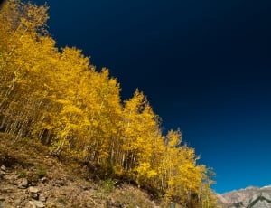 yellow leaf trees on mountain thumbnail