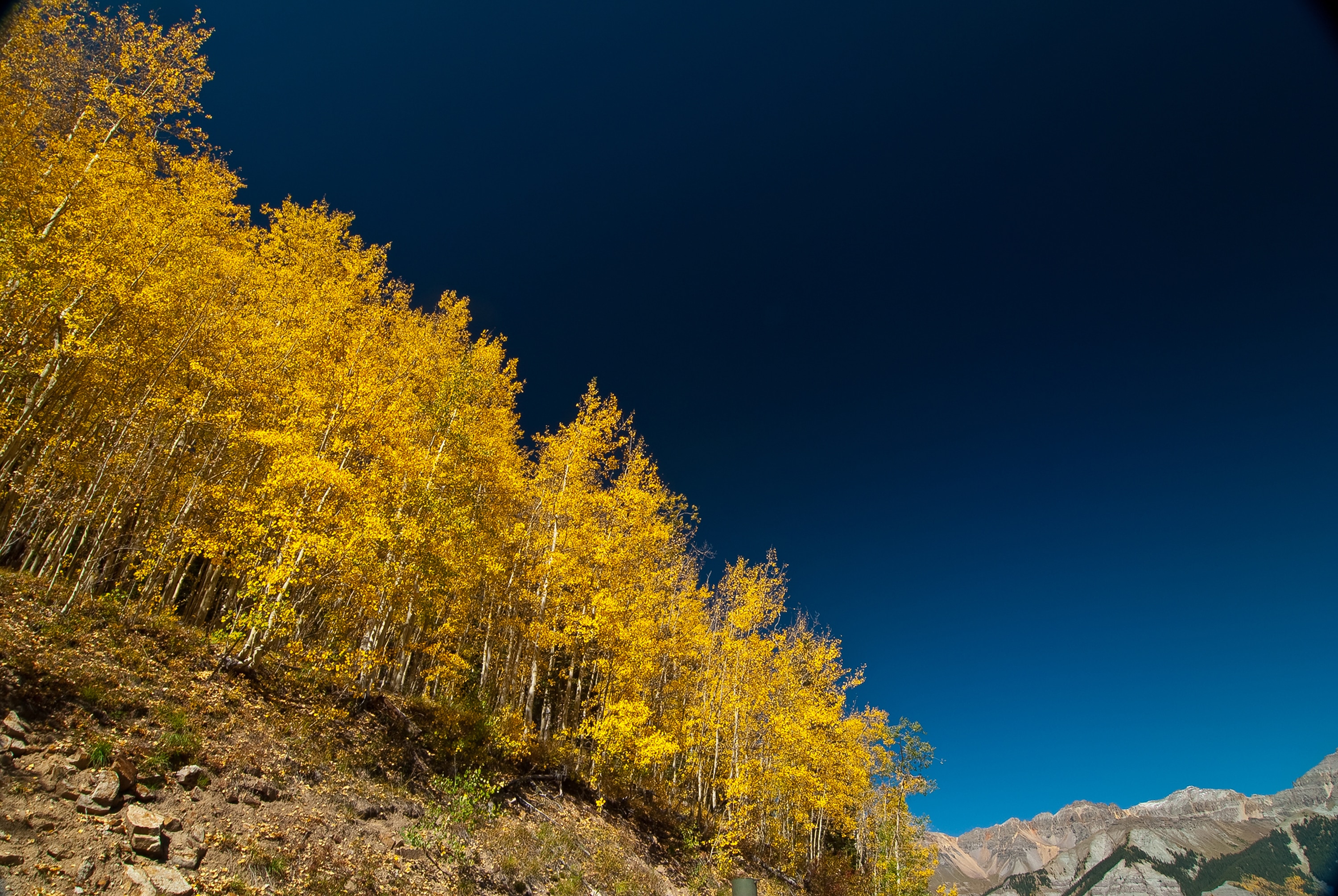 yellow leaf trees on mountain