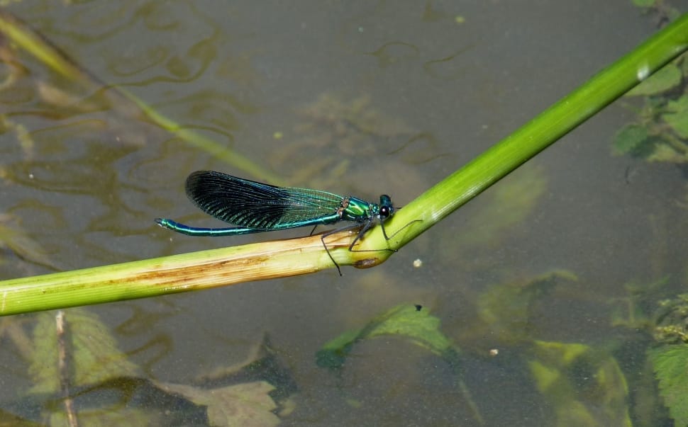 green dragonfly preview