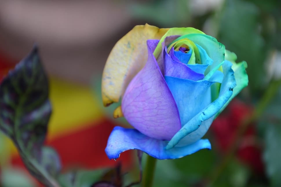 Rainbow, Rosa, Colorful, Flower, flower, petal preview