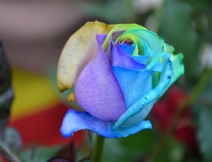Rainbow, Rosa, Colorful, Flower, flower, petal thumbnail