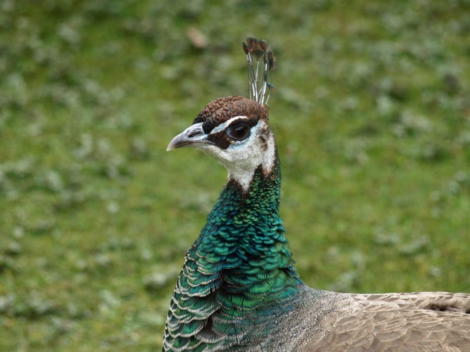 green white and brown peacock preview