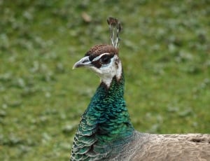 green white and brown peacock thumbnail