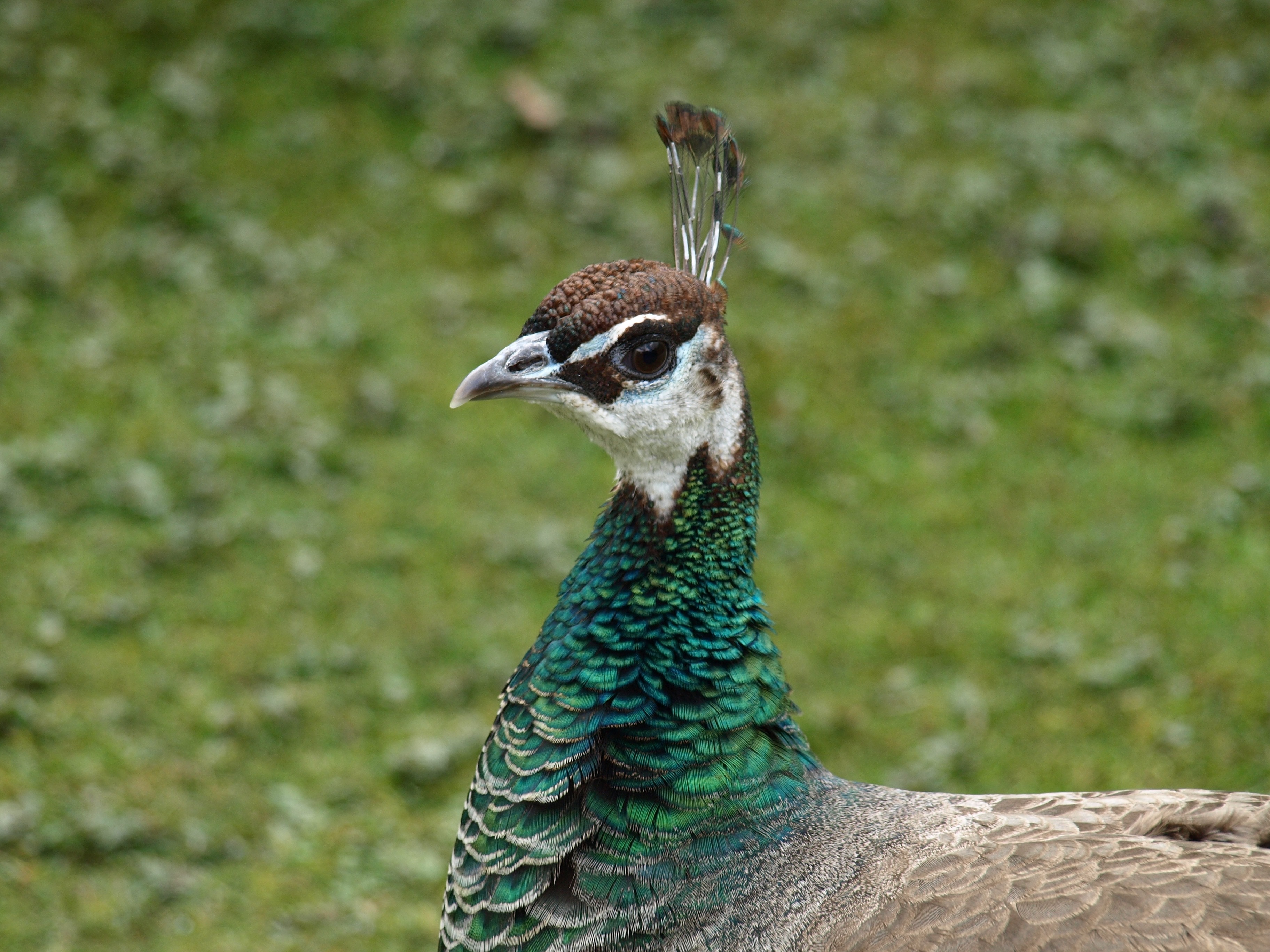 green white and brown peacock
