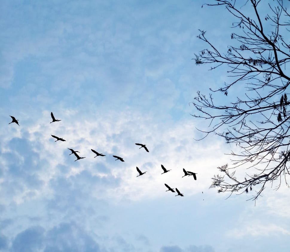 wildlife photography of a flock of birds flying over blue sky preview