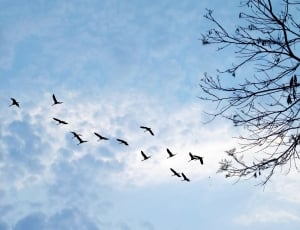 wildlife photography of a flock of birds flying over blue sky thumbnail