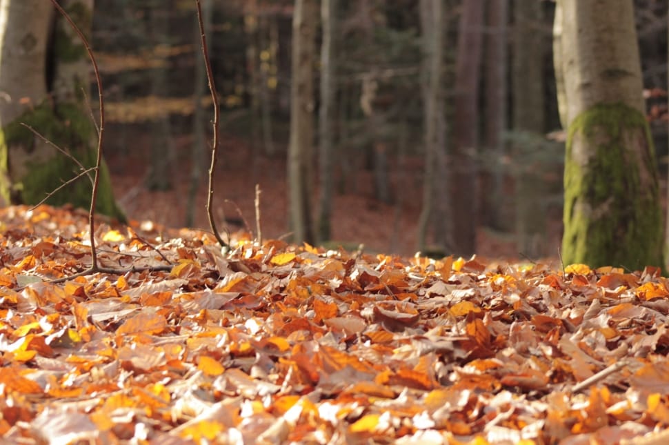 landscape photography of withered leaves during daytime preview