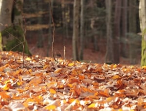 landscape photography of withered leaves during daytime thumbnail