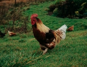 black and brown rooster thumbnail