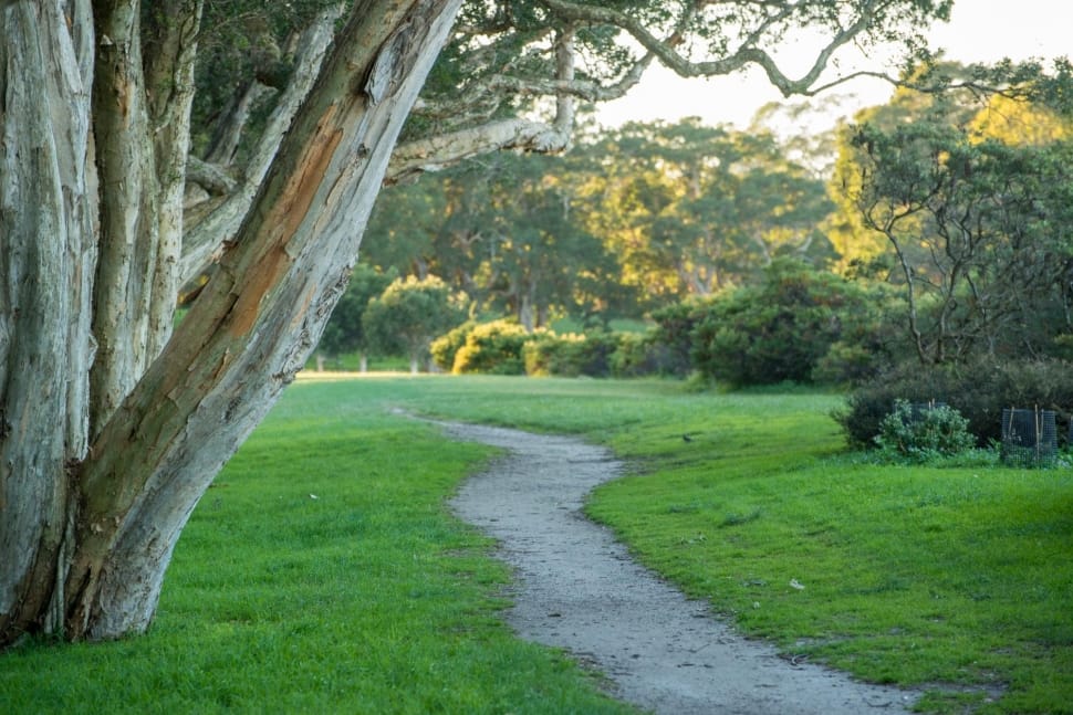 gray pathway between trees and plants preview