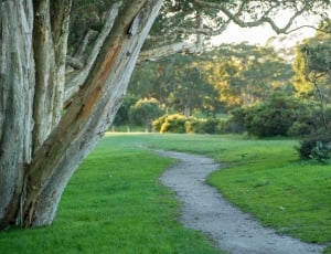 gray pathway between trees and plants thumbnail