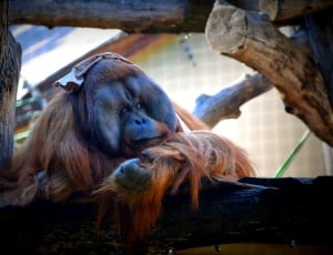 brown orangutan thumbnail