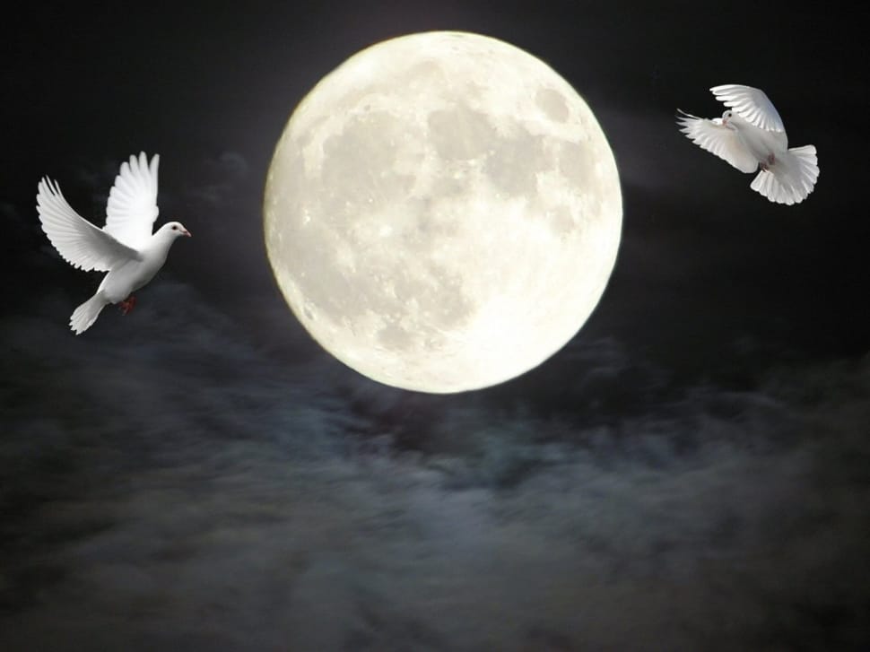 2 white pigeon and full moon preview