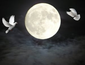 2 white pigeon and full moon thumbnail