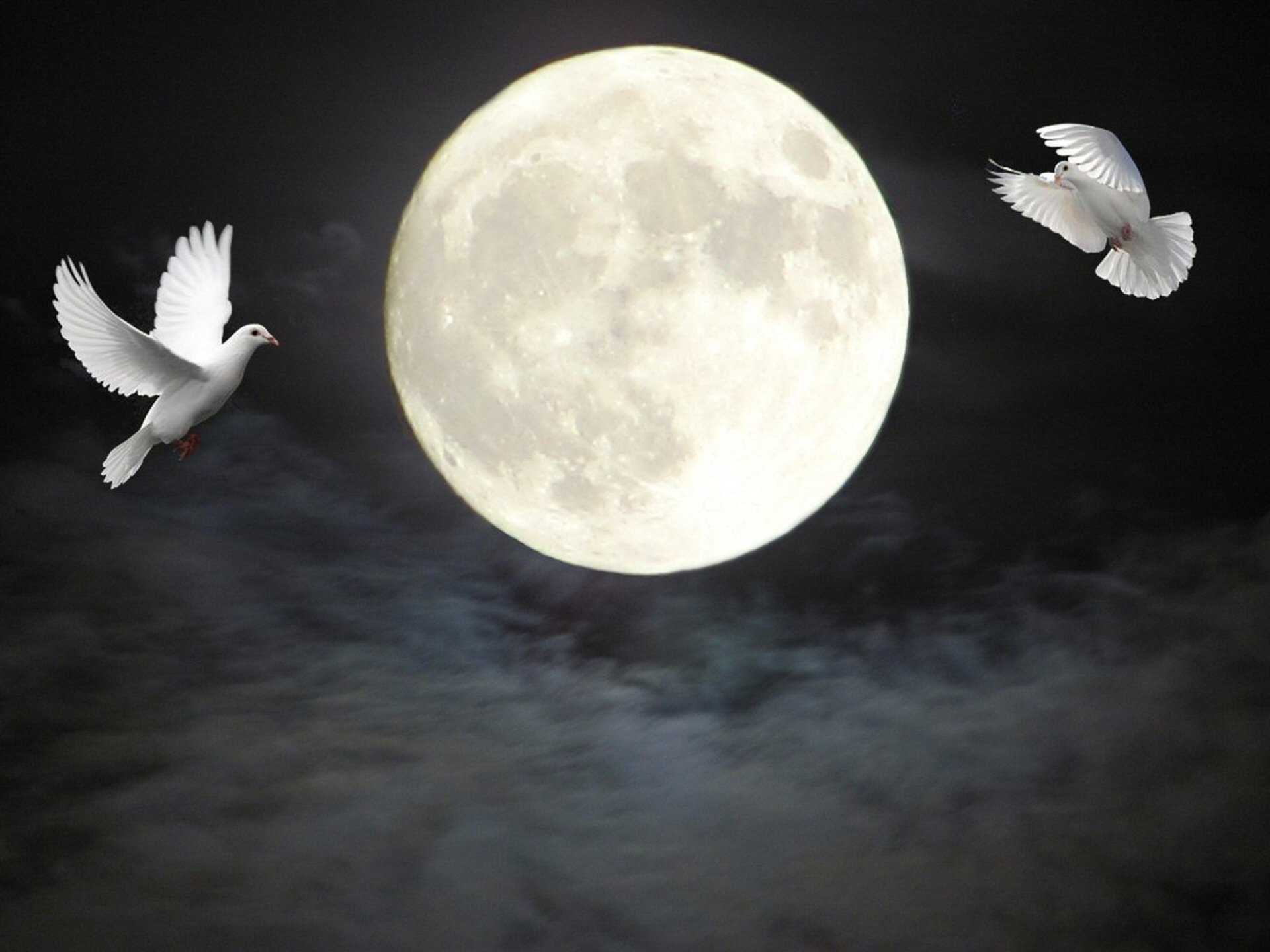 2 white pigeon and full moon