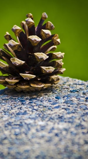 Pinecone, Cone, Silhouette, Green, Plant, selective focus, close-up thumbnail