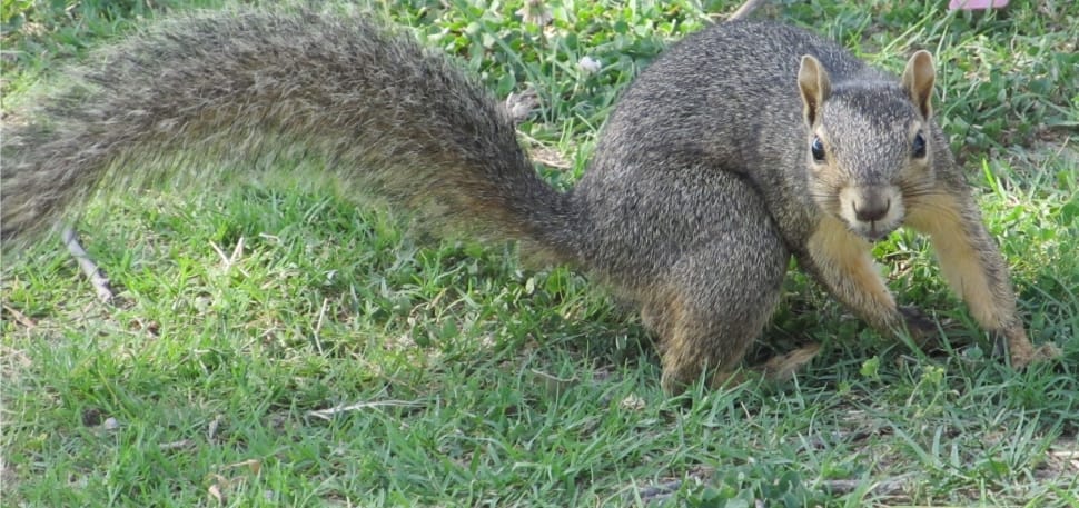 gray squirrel preview