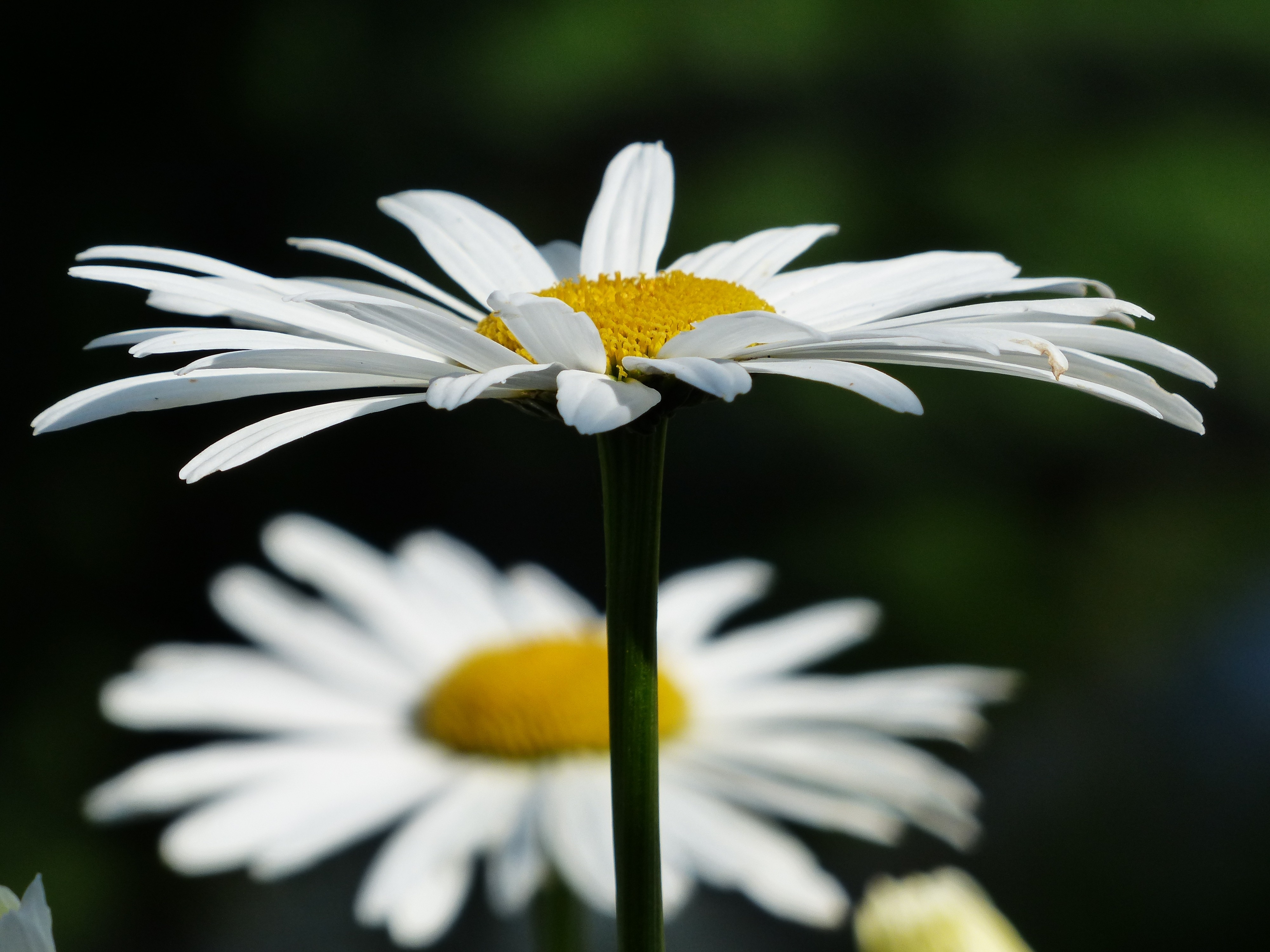 White, Flowers, Meadows Margerite, flower, petal