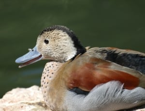 Duck, Pond, Water Bird, Mandarin Ducks, bird, animals in the wild thumbnail