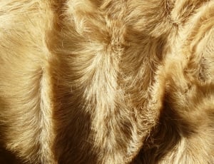 brown fur thumbnail