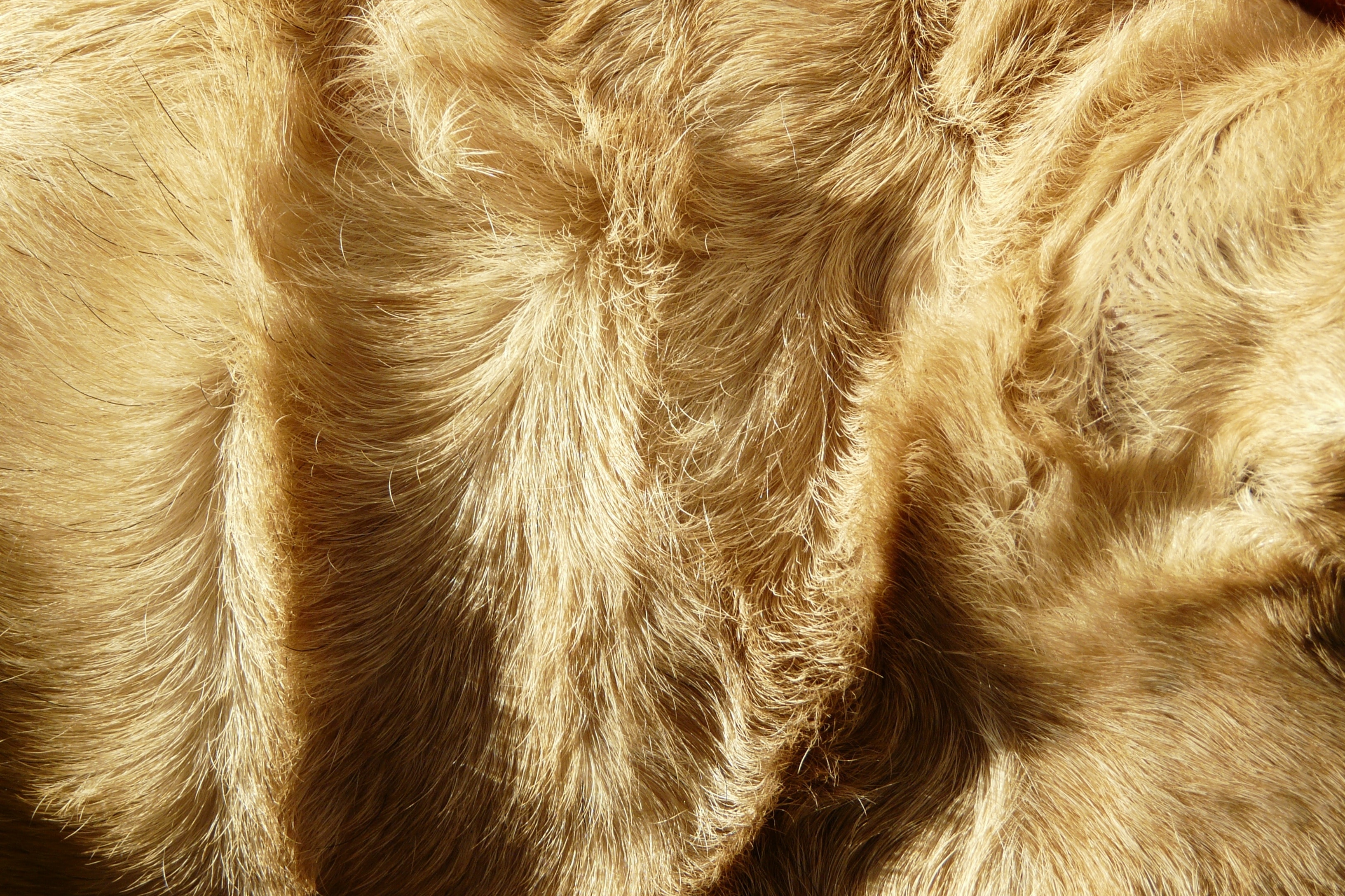 brown fur