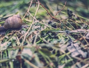 selective focus photography of brown garden snail thumbnail