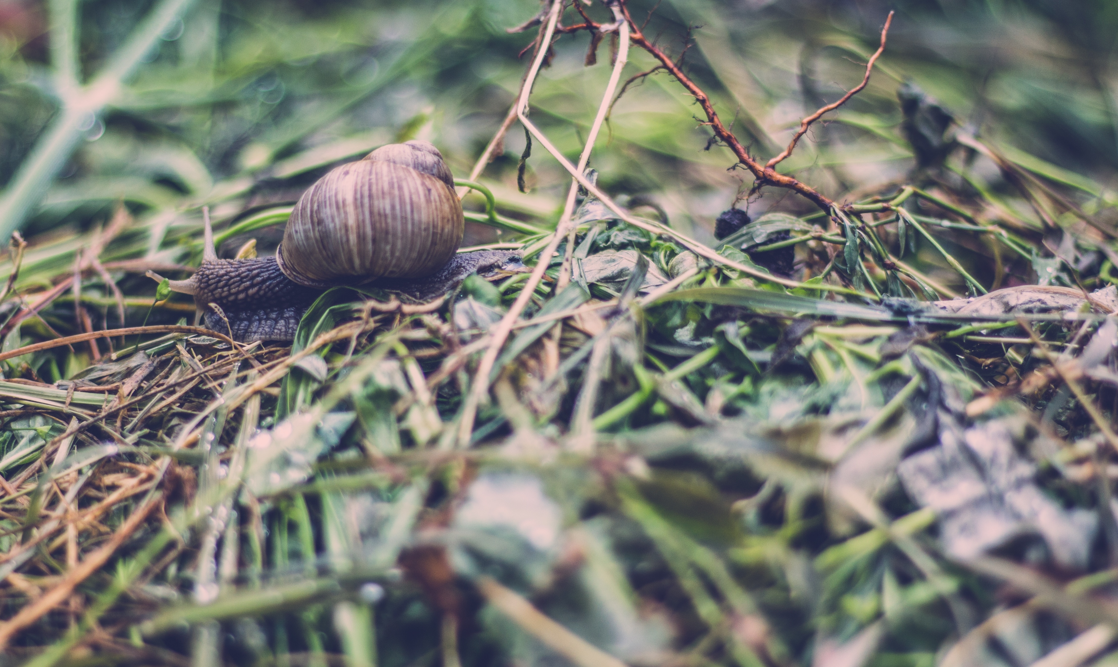 selective focus photography of brown garden snail