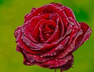 Flower, Rose, Red Rose, Red, Plant, flower, petal thumbnail