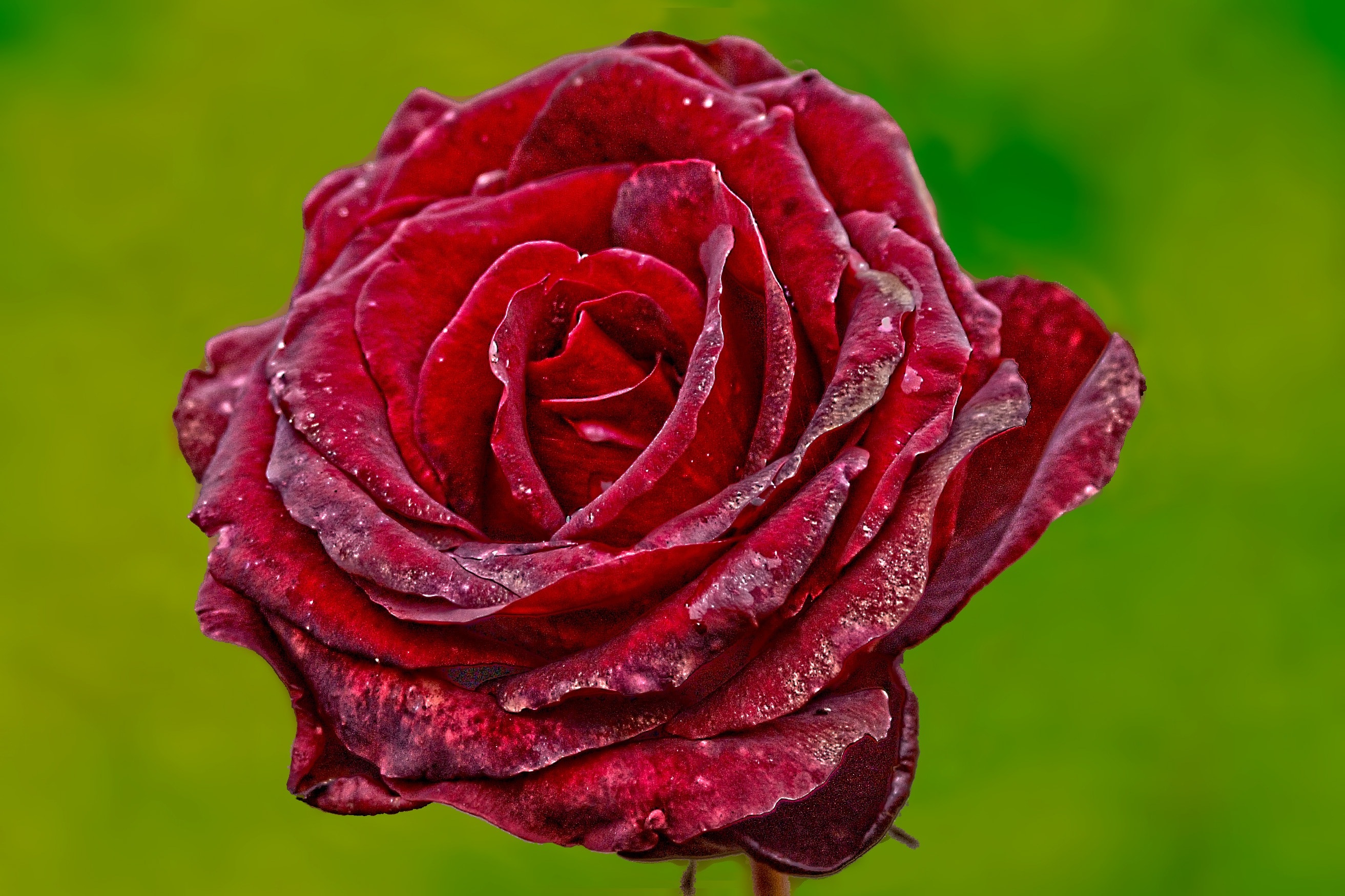 Flower, Rose, Red Rose, Red, Plant, flower, petal