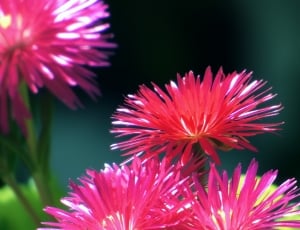 pink chrysantyhemums thumbnail