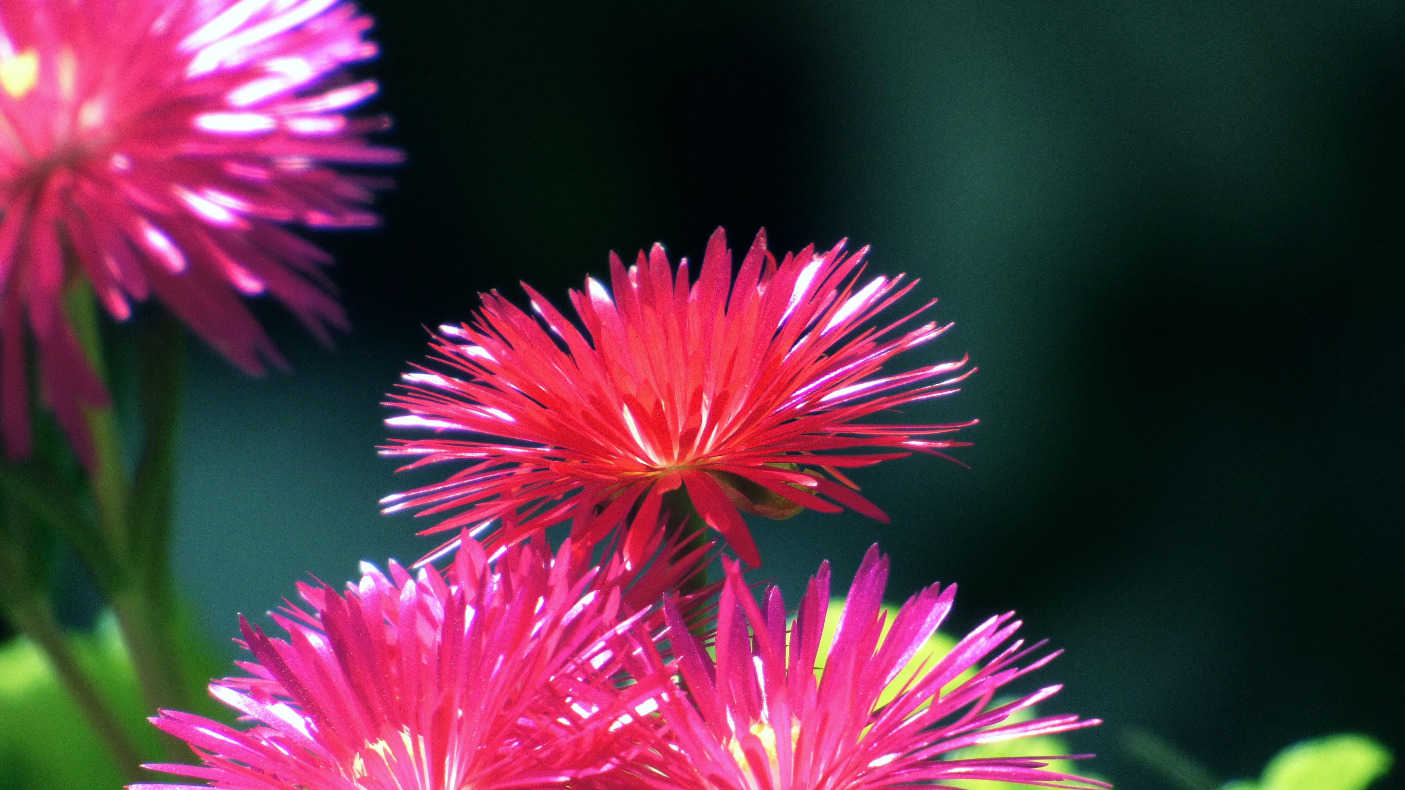 pink chrysantyhemums