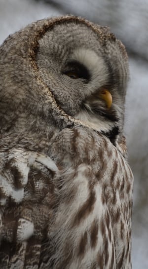 close up photo of brown and white owl thumbnail
