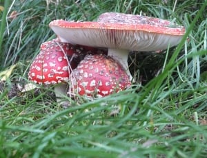 Fly Agaric, Mushroom, mushroom, fungus thumbnail