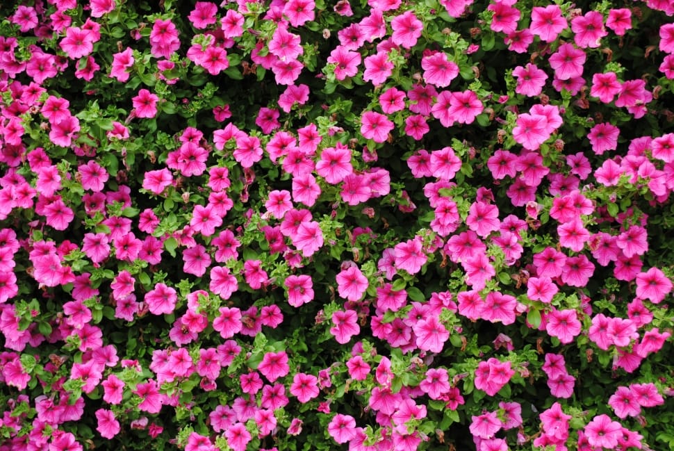 Flower, Purple, Plant, Pink, Petunia, pink color, flower preview