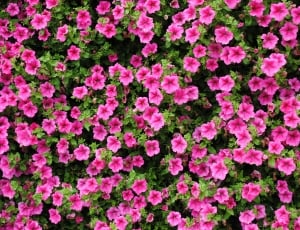 Flower, Purple, Plant, Pink, Petunia, pink color, flower thumbnail
