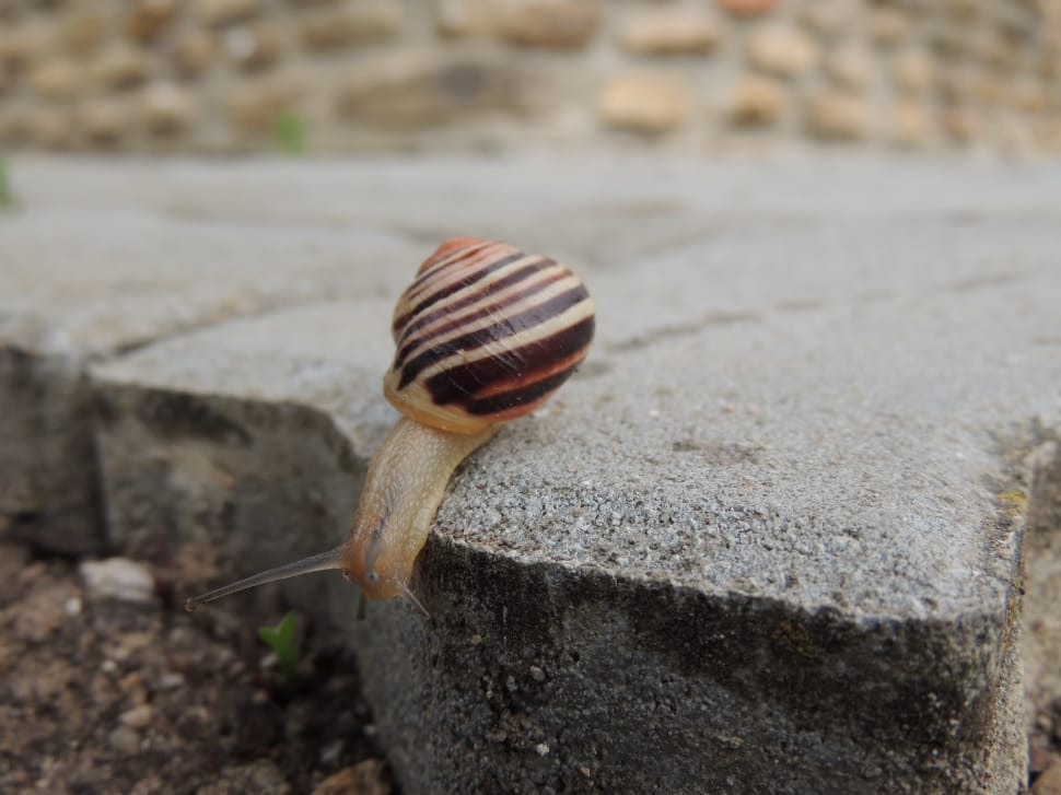 brown white snail preview