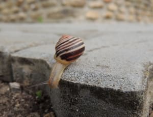 brown white snail thumbnail