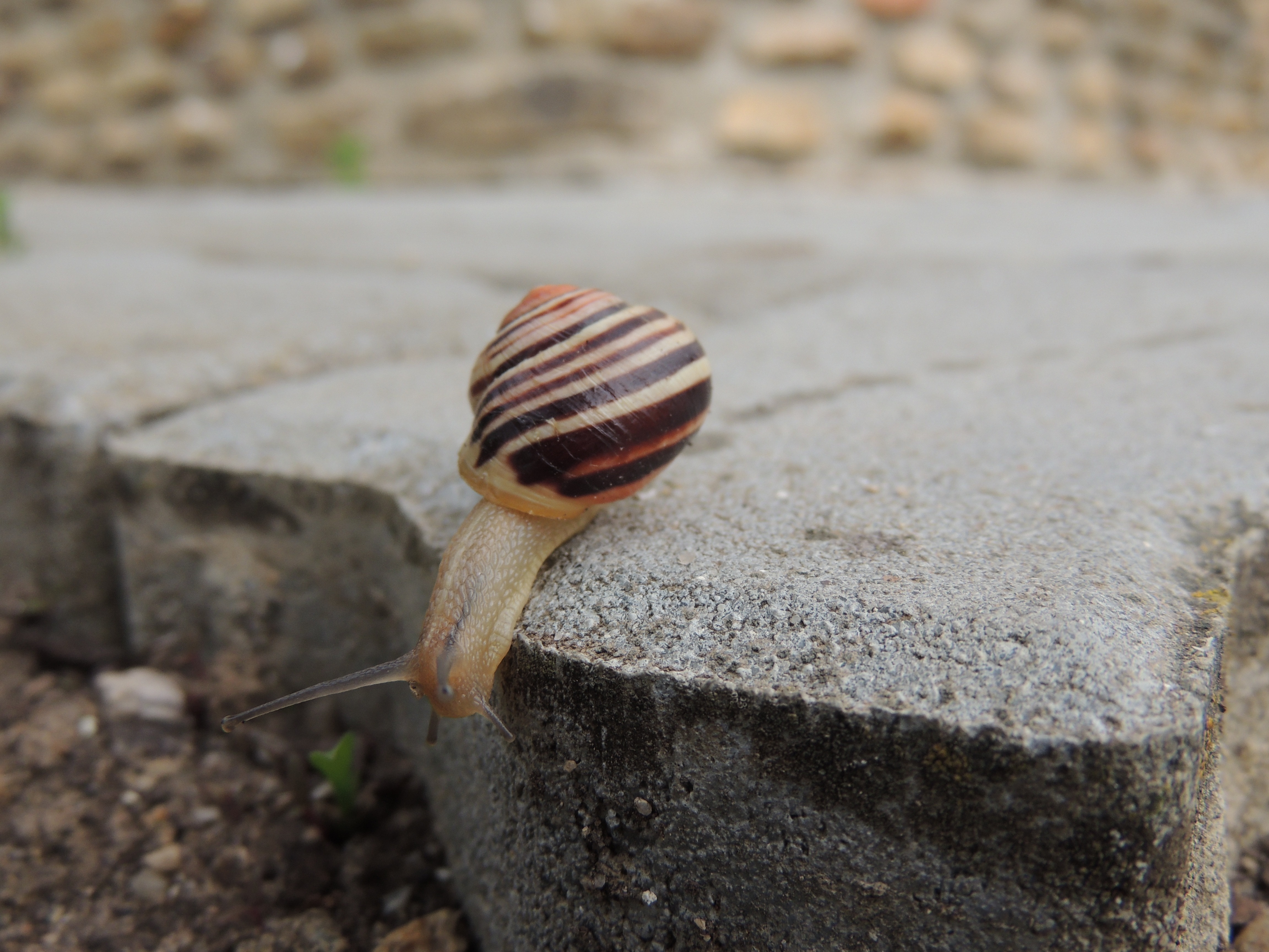 brown white snail