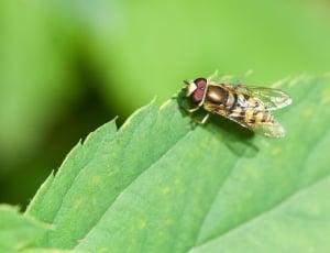 yellow and black hoverfly thumbnail