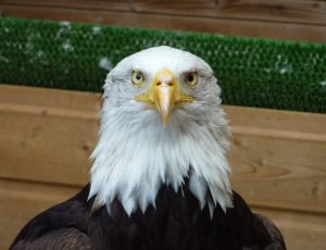 bald eagle thumbnail