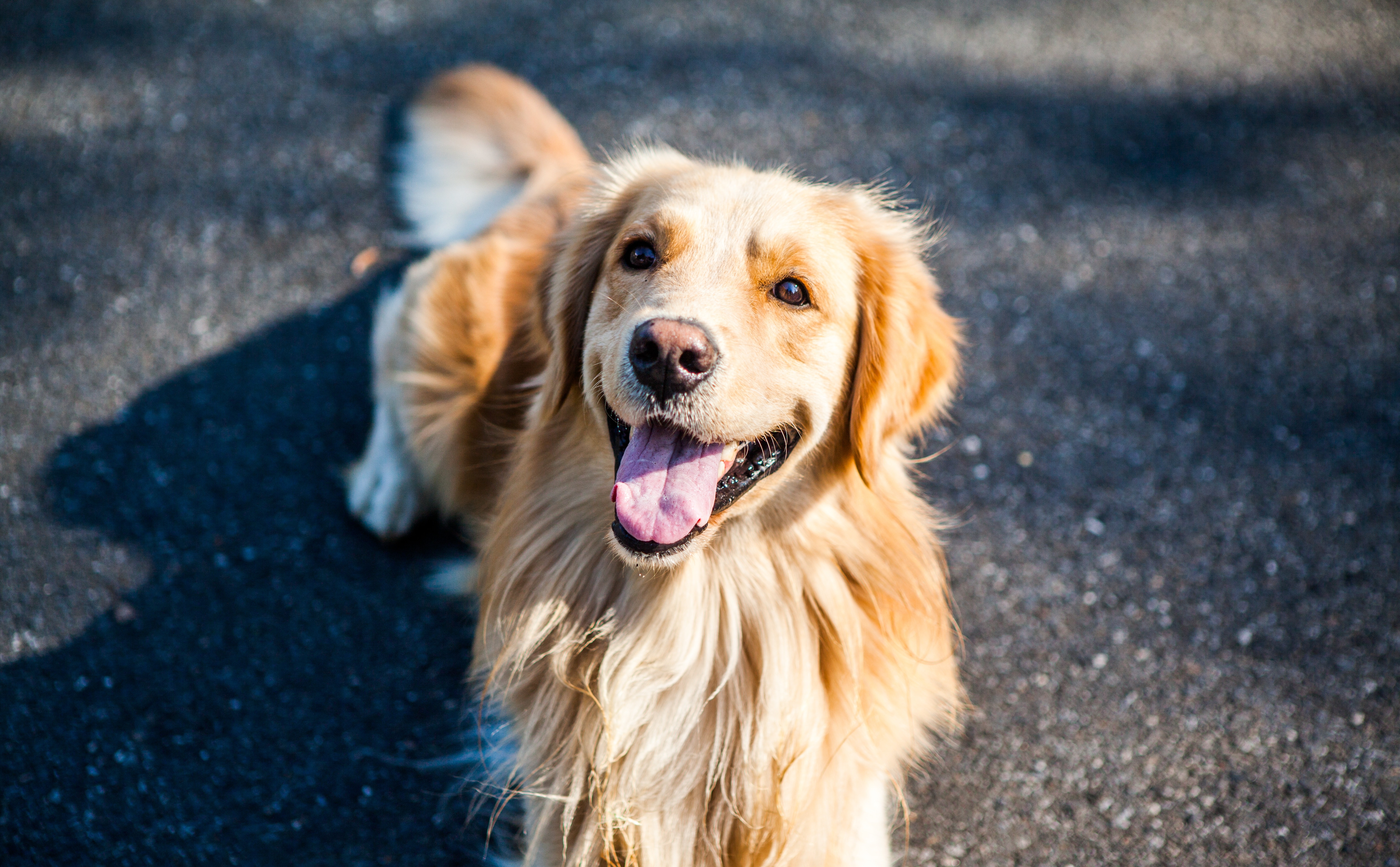 tan golden retriever dog laying on the ground