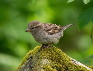 brown and gray sparrow bird thumbnail