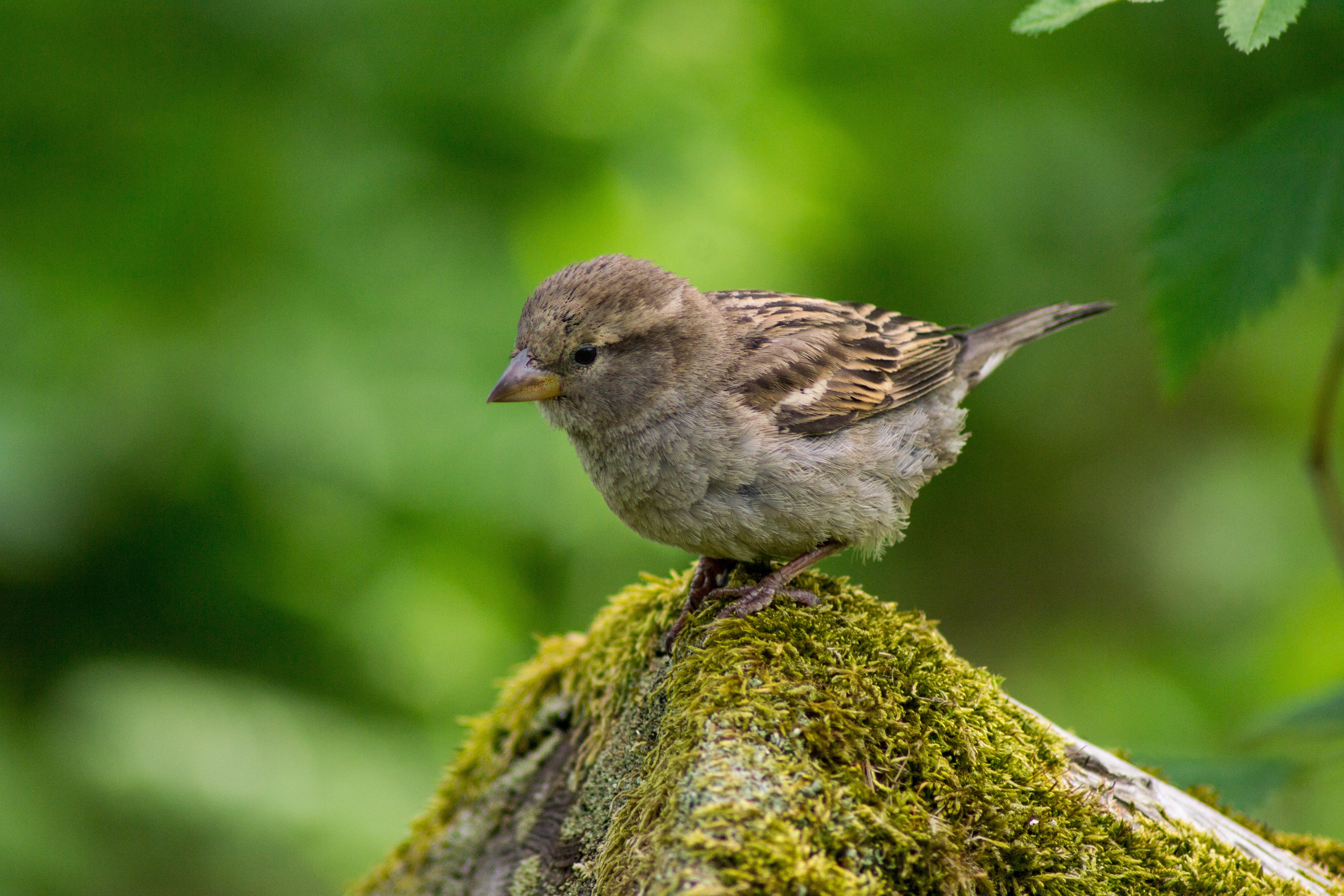 brown and gray sparrow bird