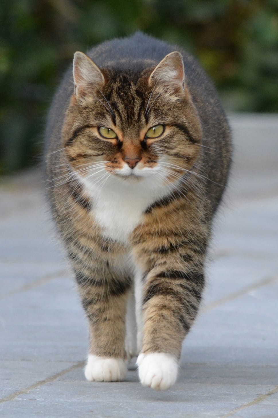 selective focus photo of brown and green tabby cat preview