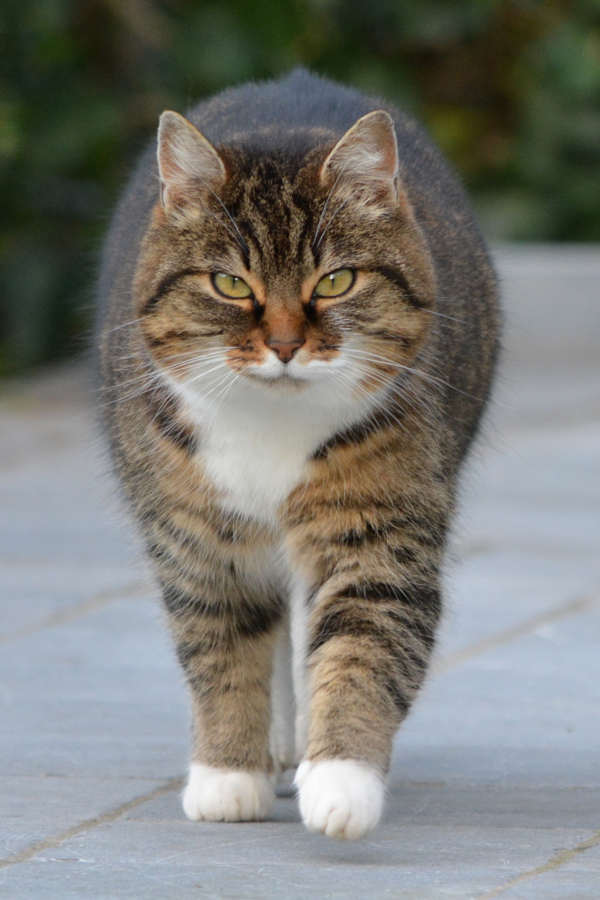 selective focus photo of brown and green tabby cat