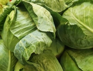 green cabbage lot thumbnail