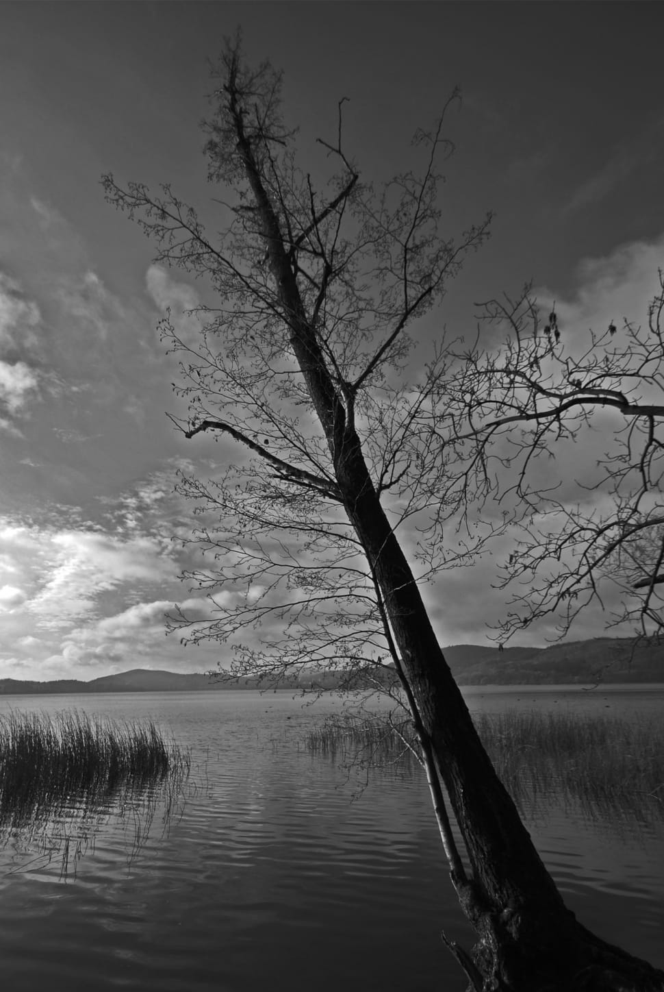 bare tree preview